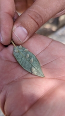 Dryomyia lichtensteinii