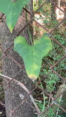 Dioscorea polystachya