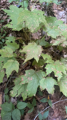 Acer nigrum
