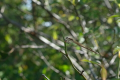 Sympecma fusca