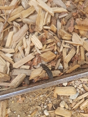 Ocypus olens