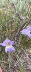 Gladiolus carinatus