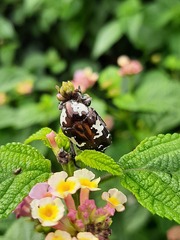 Protaetia aurichalcea