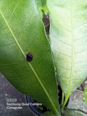 Cryptolaemus montrouzieri