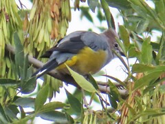 Ptiliogonys cinereus