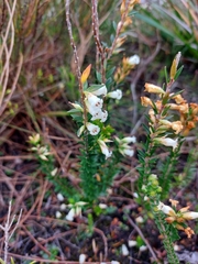 Epacris obtusifolia