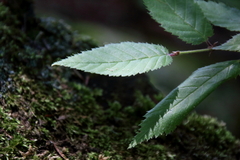Betula alleghaniensis