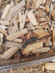 Ocypus olens