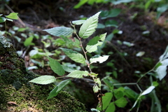 Betula alleghaniensis
