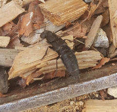 Ocypus olens