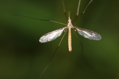 Tipula oleracea