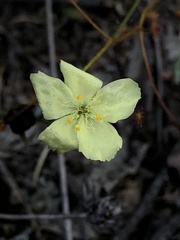 Drosera subhirtella