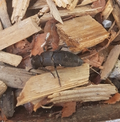 Ocypus olens