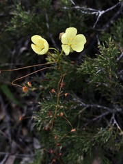 Drosera subhirtella