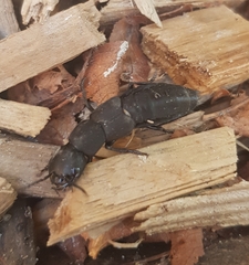 Ocypus olens