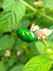 Heterorrhina elegans