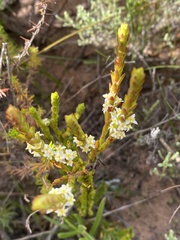Struthiola striata