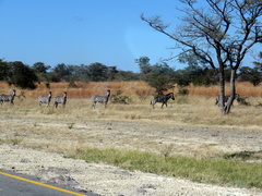 Equus quagga chapmani