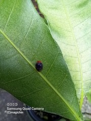 Cryptolaemus montrouzieri