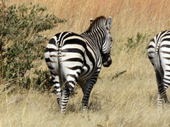 Equus quagga chapmani