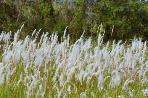 Imperata cylindrica