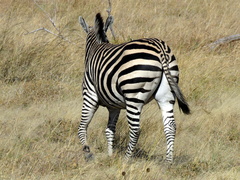 Equus quagga chapmani