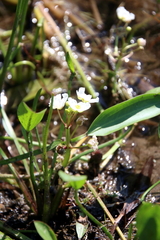 Sagittaria graminea