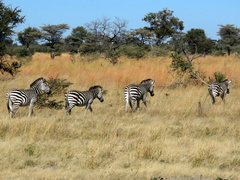 Equus quagga chapmani