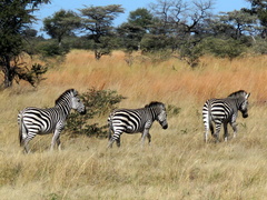 Equus quagga chapmani