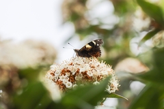 Vanessa itea