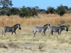 Equus quagga chapmani