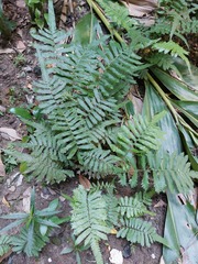 Christella acuminata