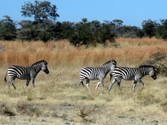 Equus quagga chapmani
