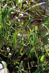 Sagittaria graminea