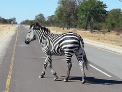 Equus quagga chapmani