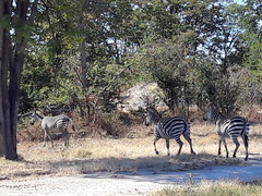 Equus quagga chapmani
