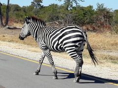 Equus quagga chapmani