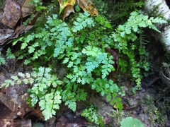 Cystopteris fragilis
