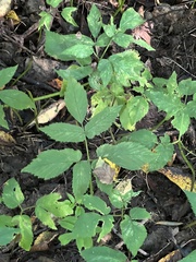 Aegopodium podagraria