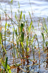 Sagittaria graminea