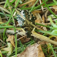 Pinthaeus sanguinipes