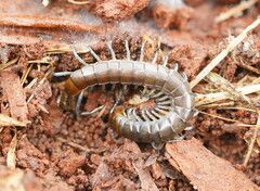 Cormocephalus esulcatus