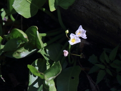 Sagittaria rigida