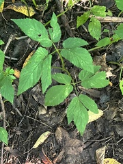 Aegopodium podagraria