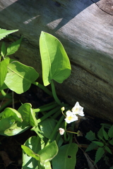 Sagittaria rigida