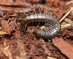 Cormocephalus esulcatus