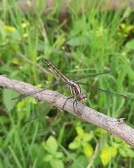 Potamarcha congener