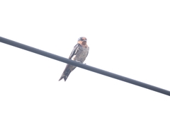 Hirundo tahitica