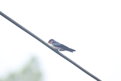Hirundo tahitica