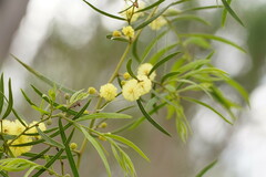 Acacia